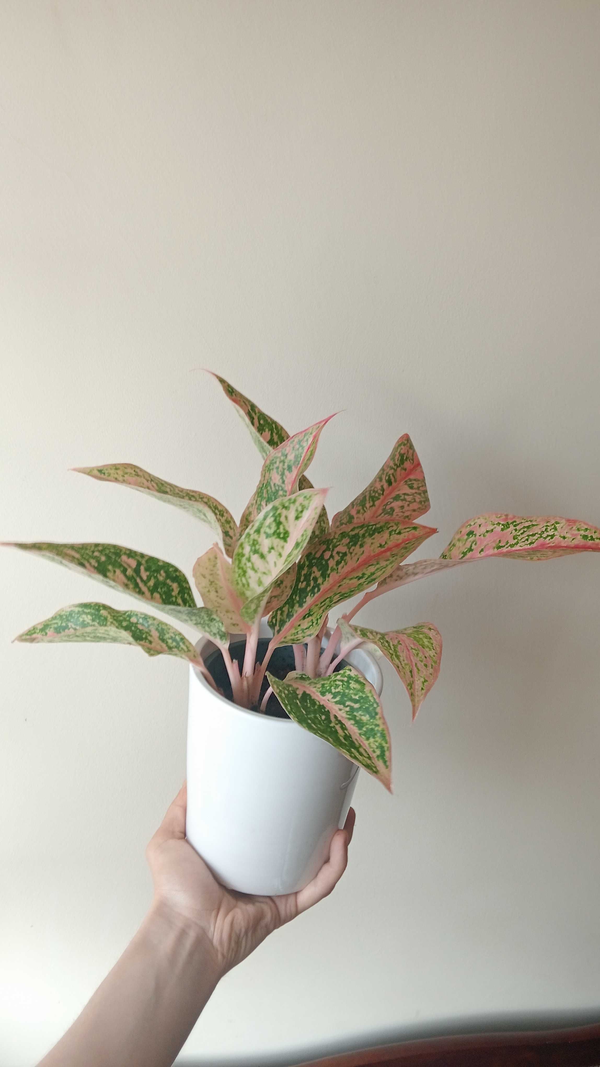 Aglaonema kolorowa roślina doniczkowa domowa