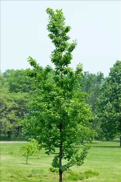 duże drzewka sadzonki dąb szypuł. lipa jawor brzoza grab wys, 50-450cm