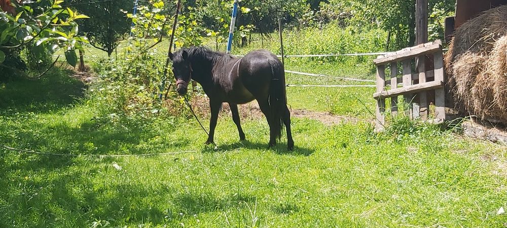 Konik kucyk ogierek 19 miesięcy