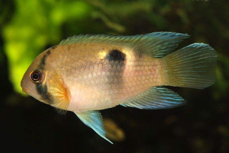 GB Akara z Maroni, Cleithracara maronii