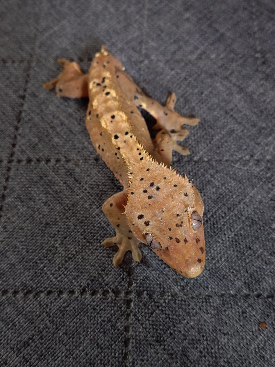 Gekon orzęsiony (Correlophus ciliatus) Młody samiec