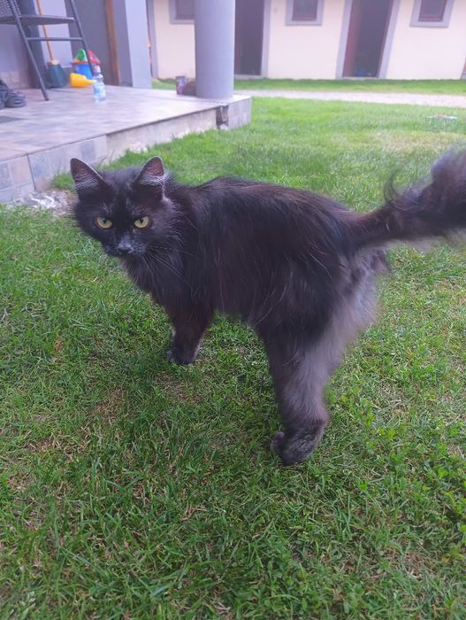 Oddam małego  kotka