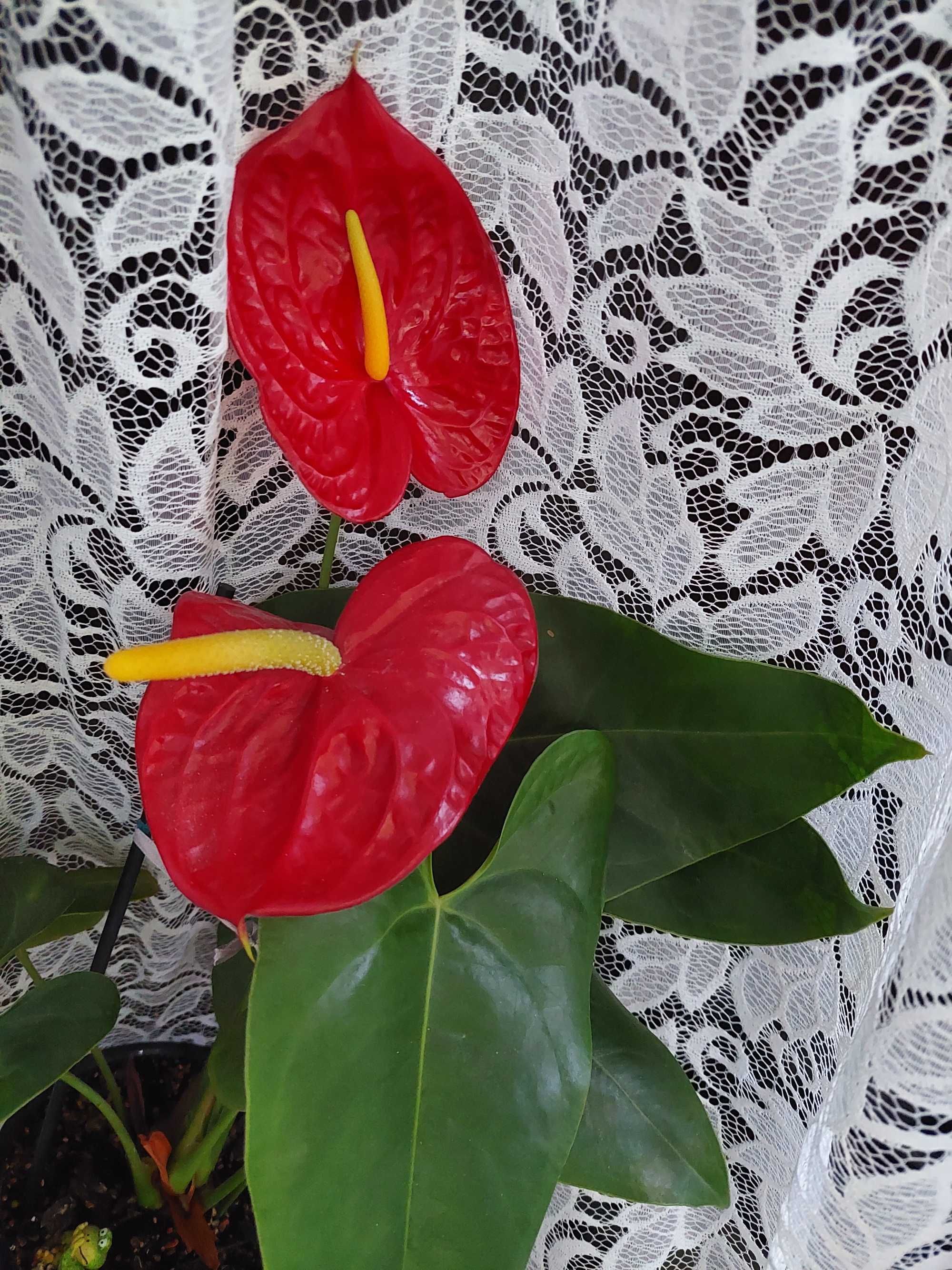 Червоний антуріум з великими квітами та листтям.