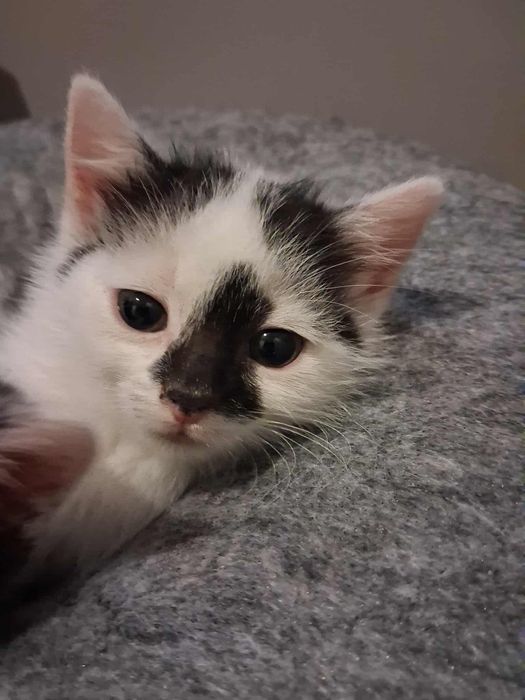 2-msc nakolankowe, rodzinne koteczki