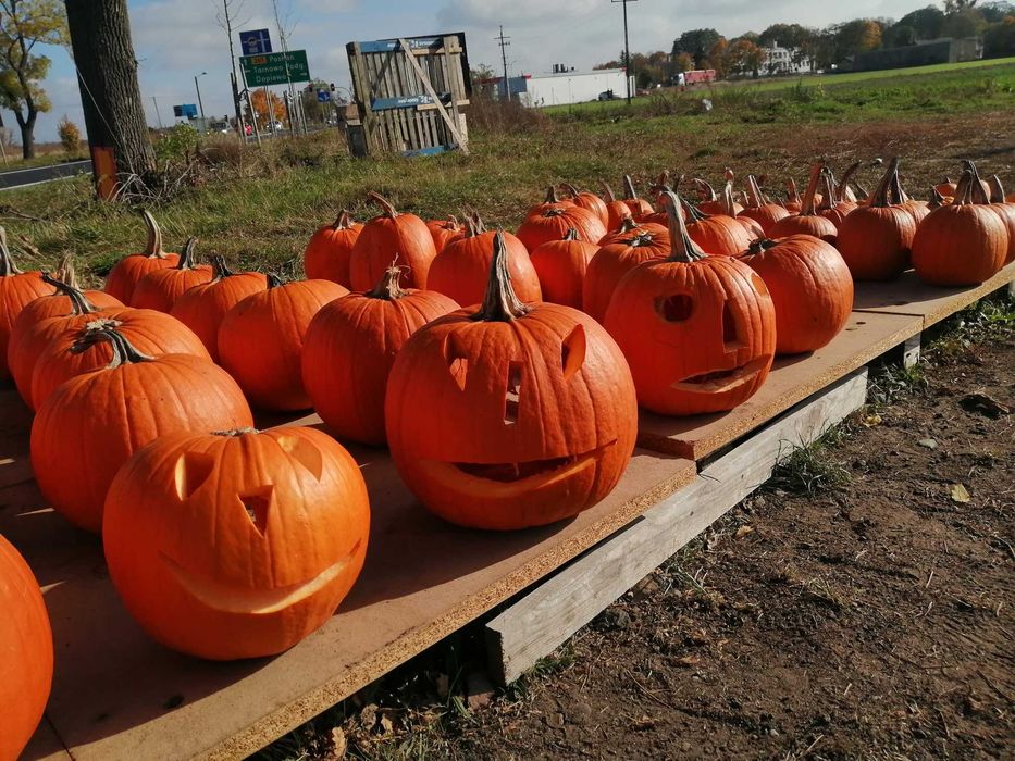 Dynie Halloween  Zapraszam