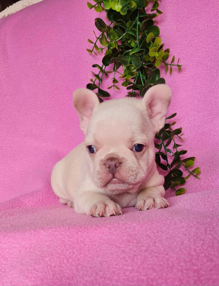Excecional macho Bulldog/Bouledogue Francês de Qualidade
