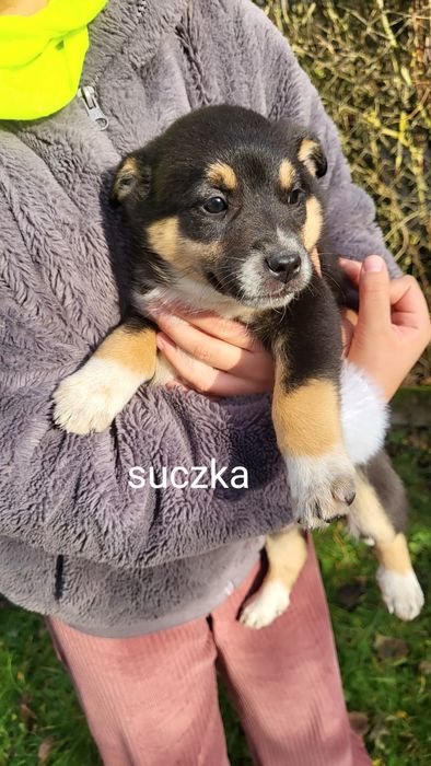 Oddam pieski za darmo