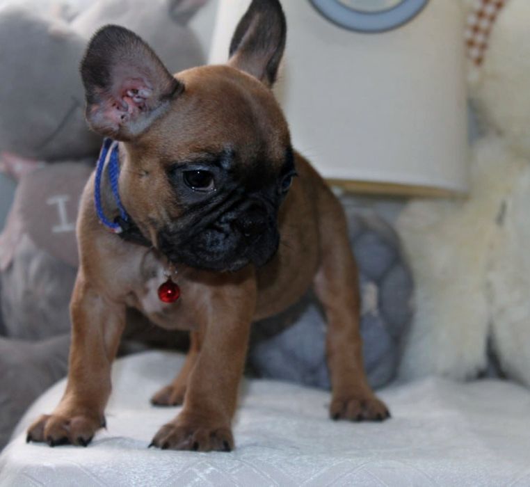 Розкішні французики