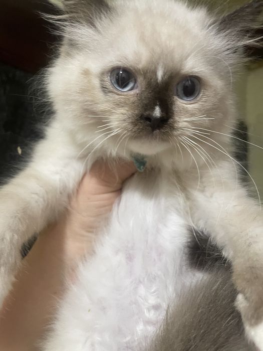 Koteczka Ragdoll Ragdolle cudna seal mitted