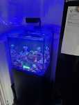 Red sea nano 75l akwarium morskie