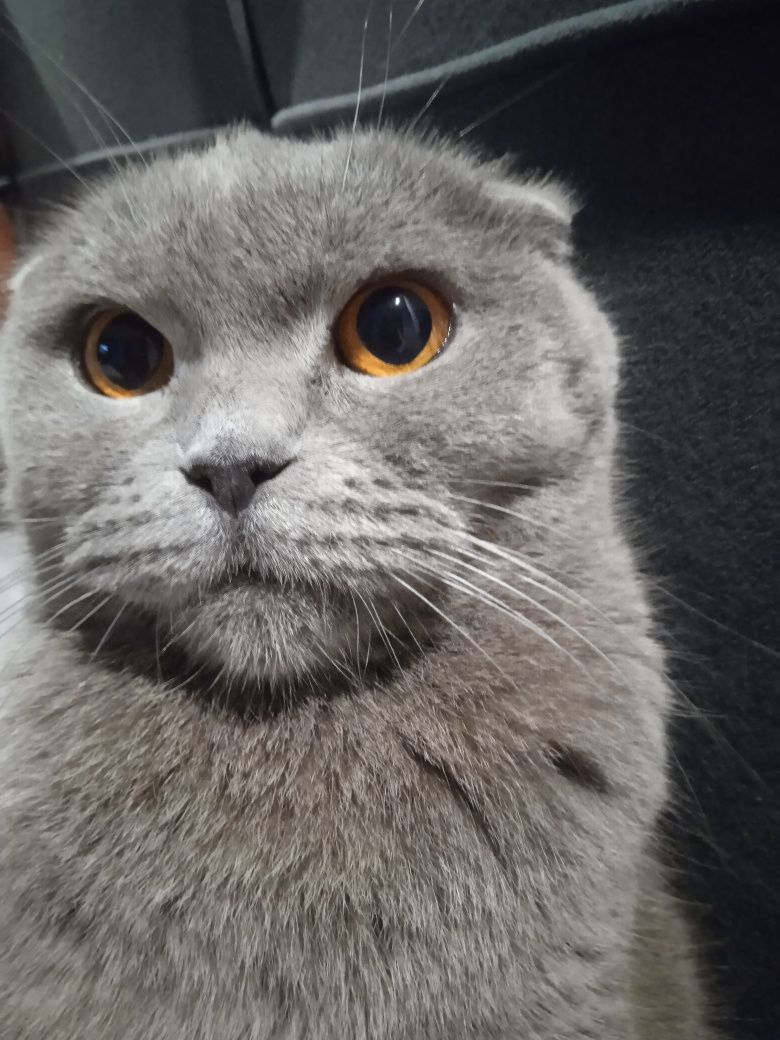 Продаю веслохую кошечку