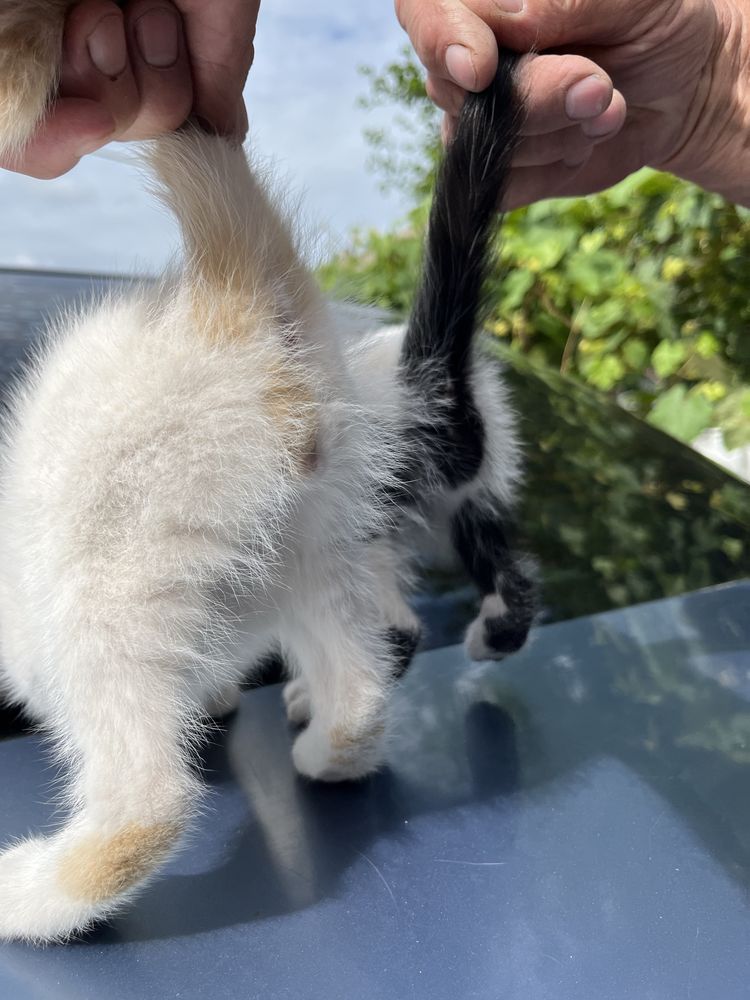 Котики в добрі руки