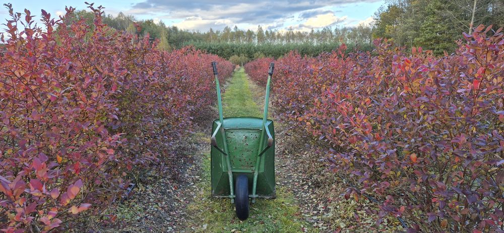 Borówka amerykańska krzewy 6 letnie