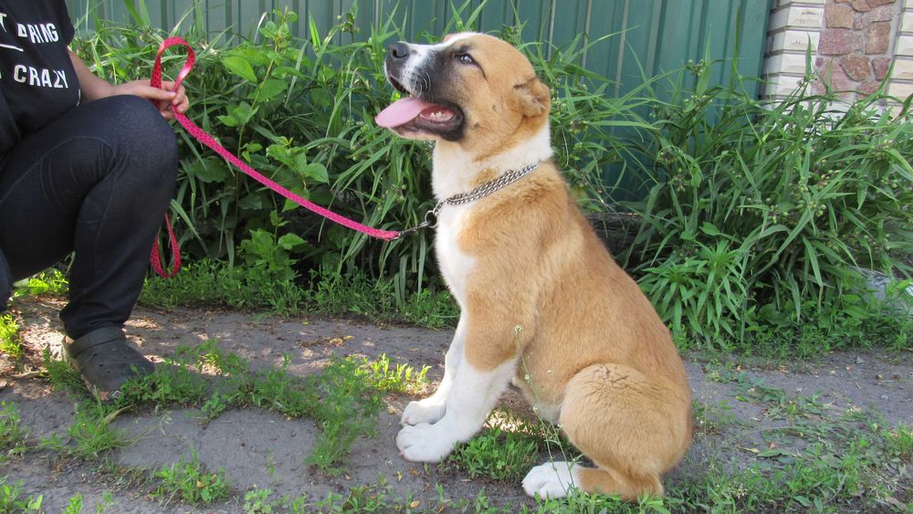 Племінні цуценята Алабая (САВ) - Кобель, 5 міс.