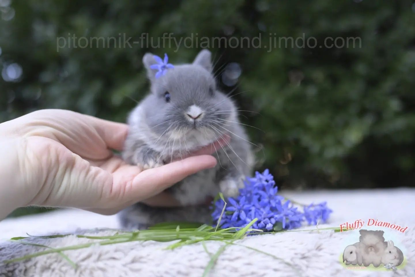 Дівчинка Netherland Dwarf Rabbit (Нідерландський Карликовий Кролик)