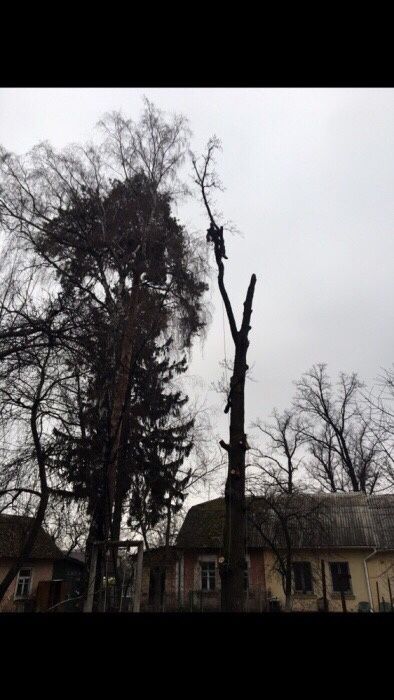 Видалення, спил аварійних дерев,кронування, санітарна чистка,корчовка