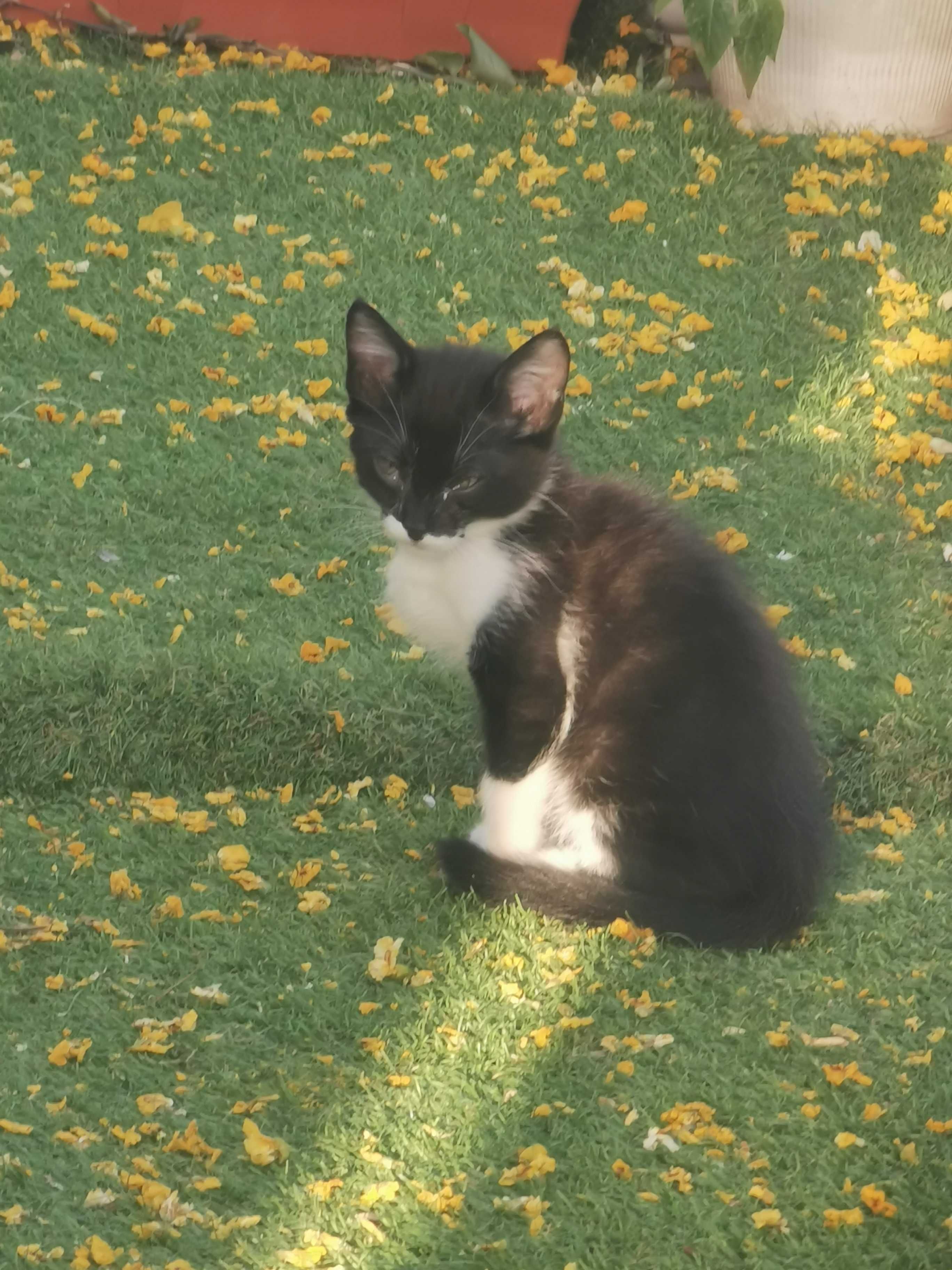 Gatinho para Adoção