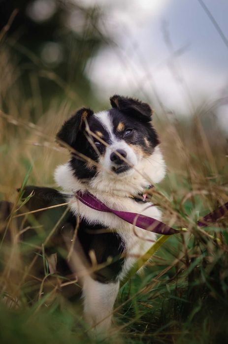 Mały Piksel, wielkie serce – szuka cichej przystani