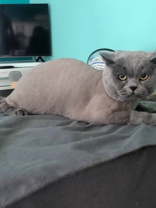 Стрижка котів і собак