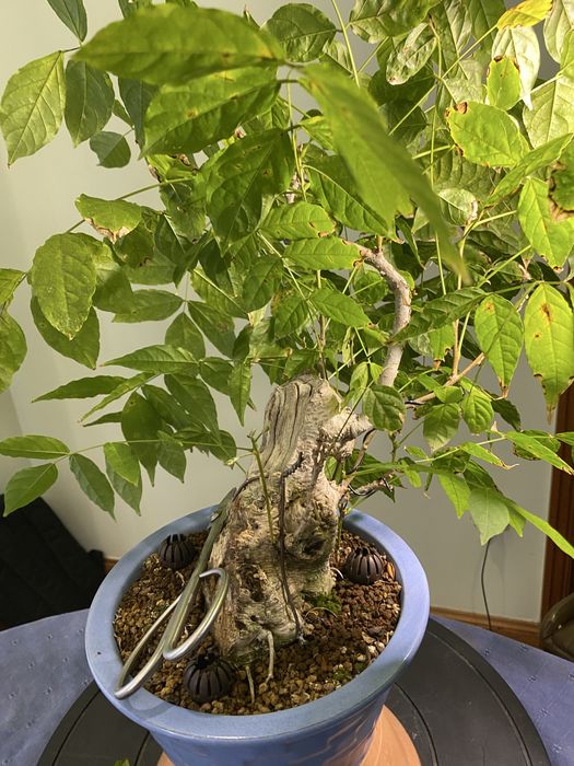Bonsai Glicinia Wisteria