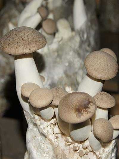 Мицелий Вешенки королевской (эринги)