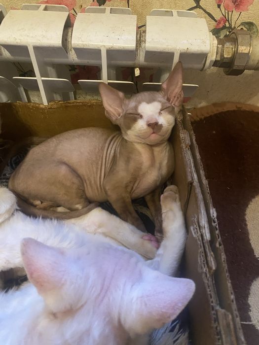 Замечательный малыш