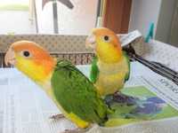 Популярный попугай Каик, ручной каик, выкормыши(рыжеголовые)