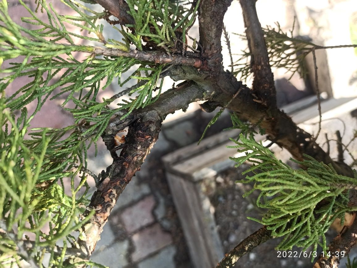 Bonsai duży  jałowiec prebonsai