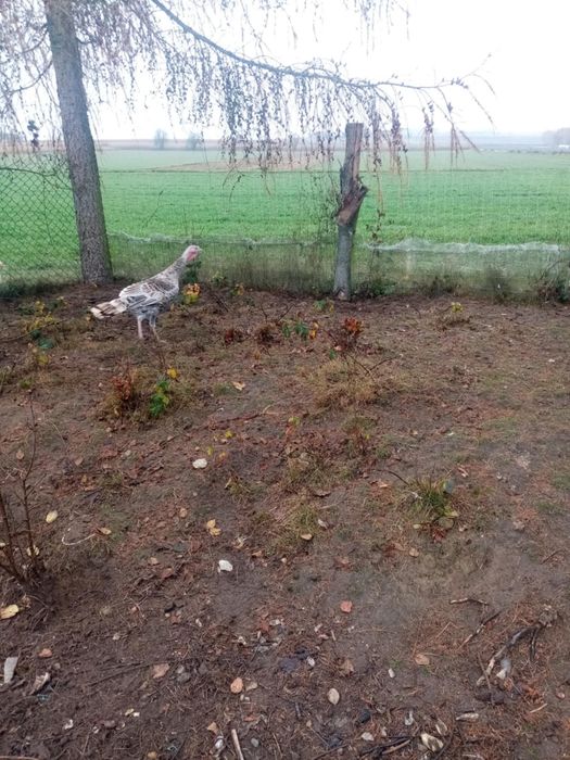 Sprzedam gęsi kaczki indyki