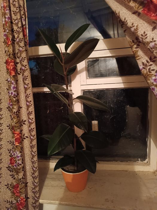 Фікус широколистий