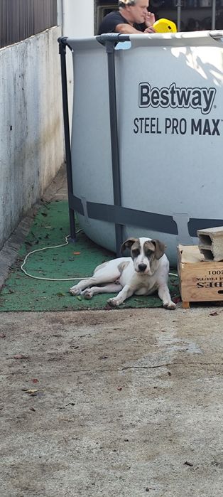 Cão para adoção em viseu