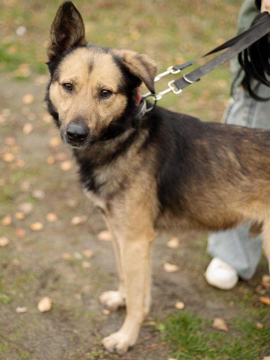 Piesek do adopcji PLUTO