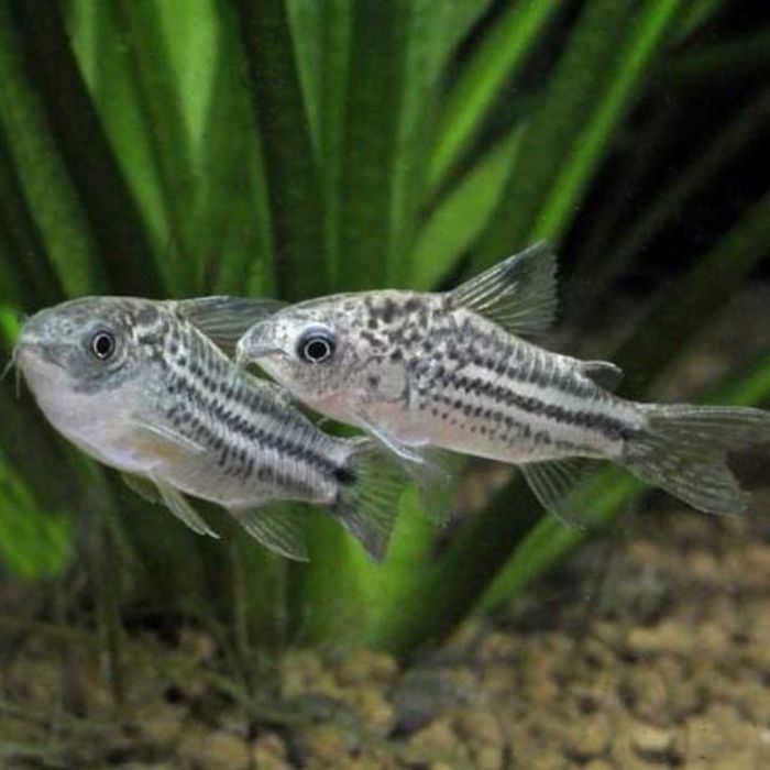 Kirys Corydoras nanus wysylam