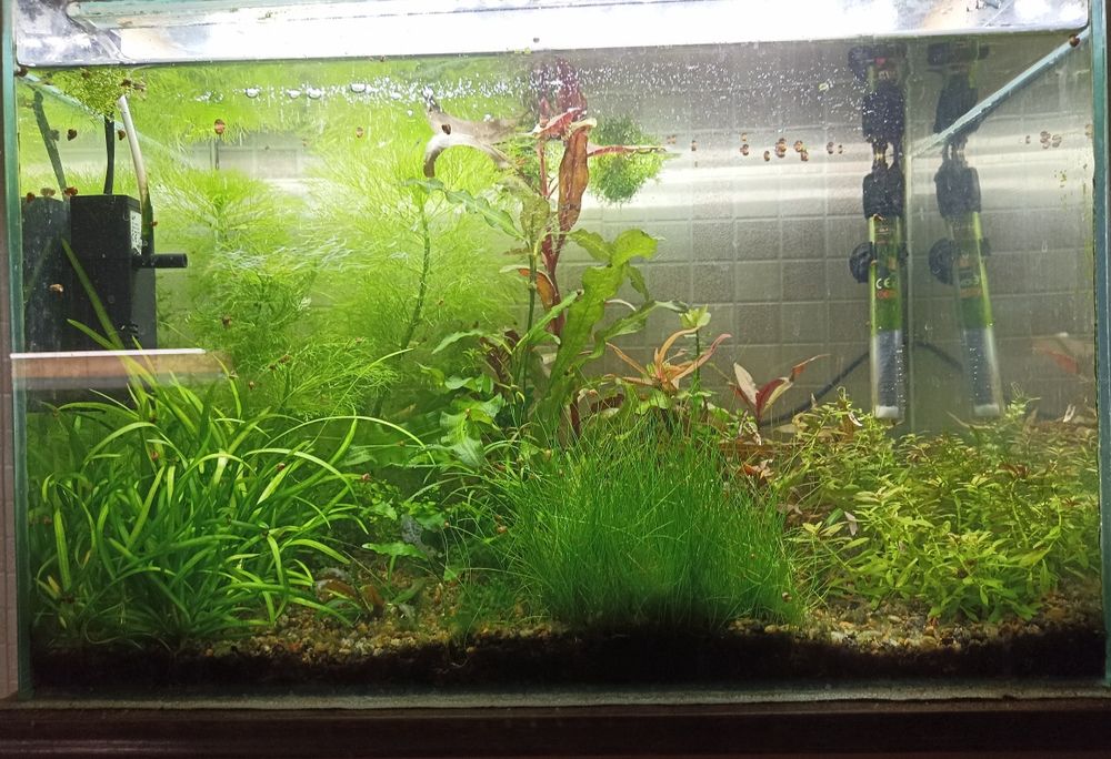 Набор аквариумных растений. Около 20 видов! 300 грн.