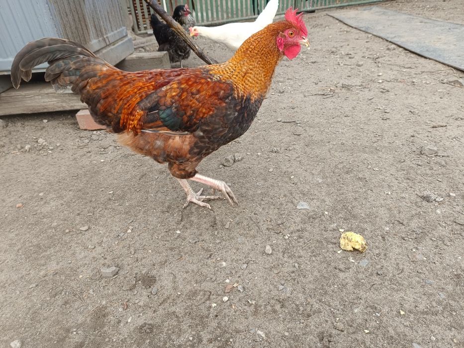 Młode koguty z 2025