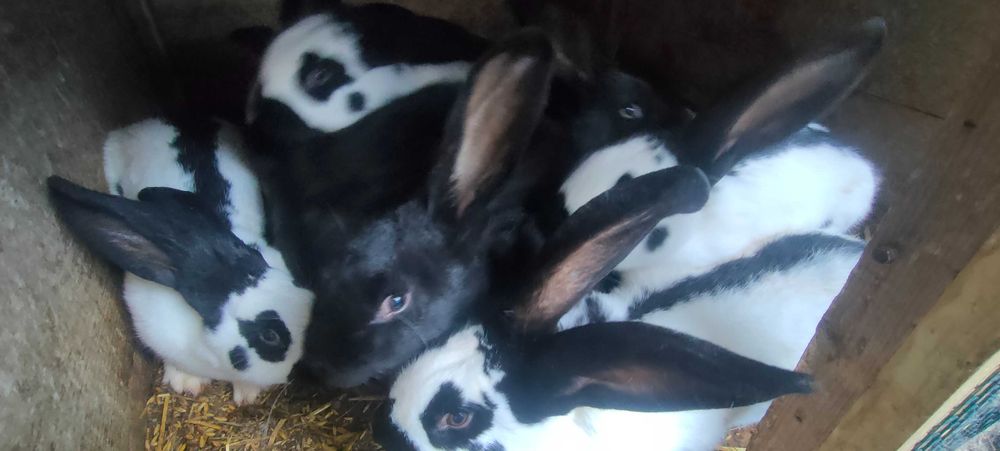 Młode Samce Króliki Srokacze Niemieckie