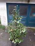 Vendo camelia/japoneira