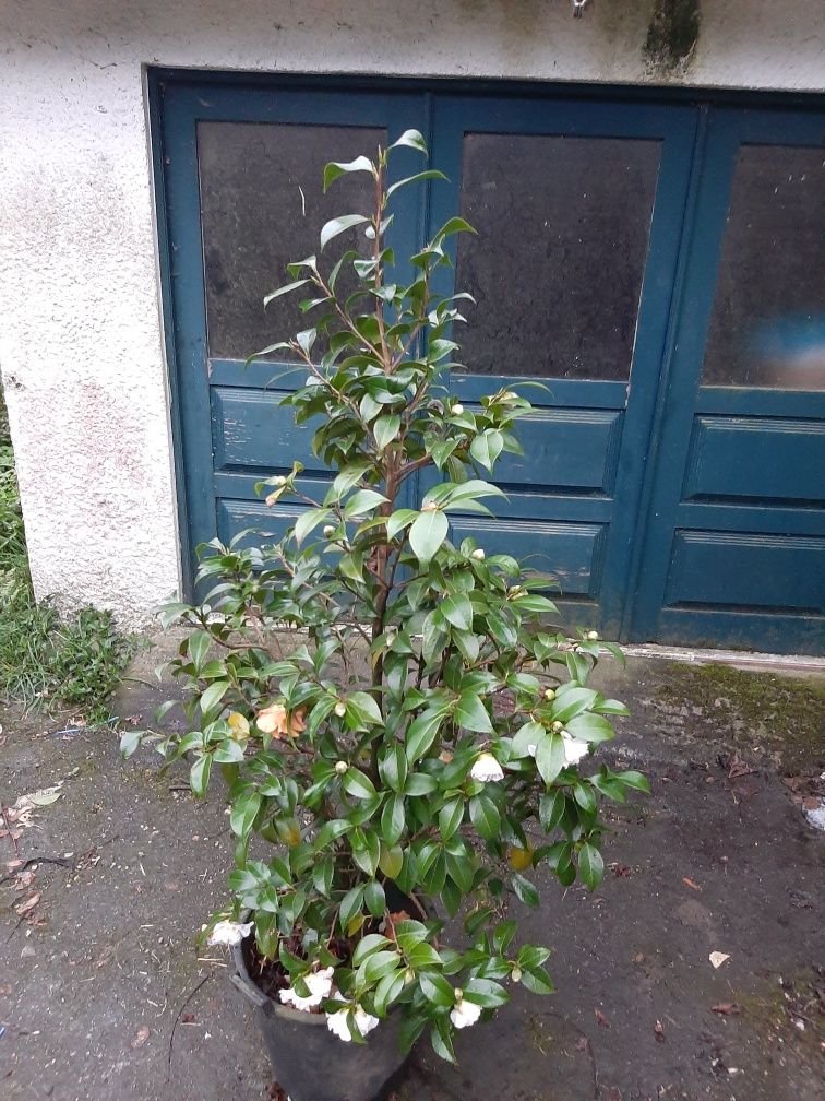 Vendo camelia/japoneira