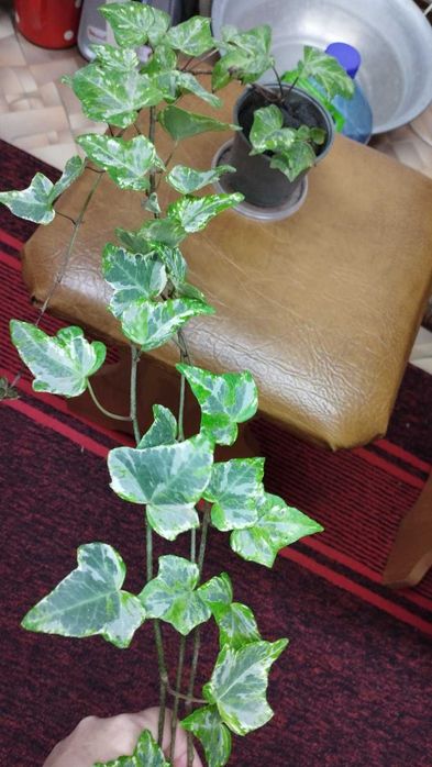 Продам сортові плющі