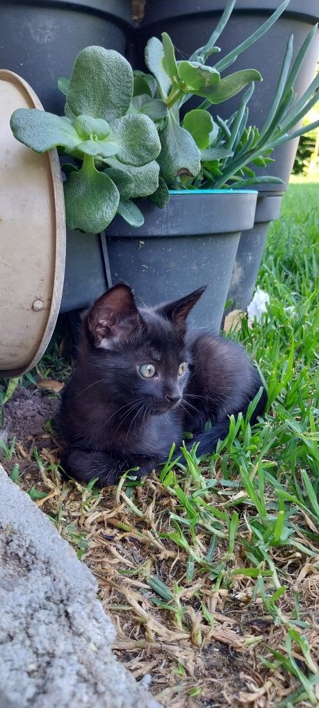 Gatinhos para adoção