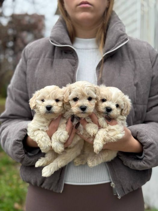 Ф1 мальчики, мальтипу щенки