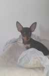 Magnífico Chihuahua Macho Bebé