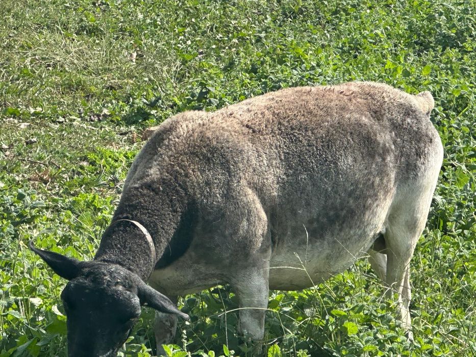 Ovelha Dorper pura