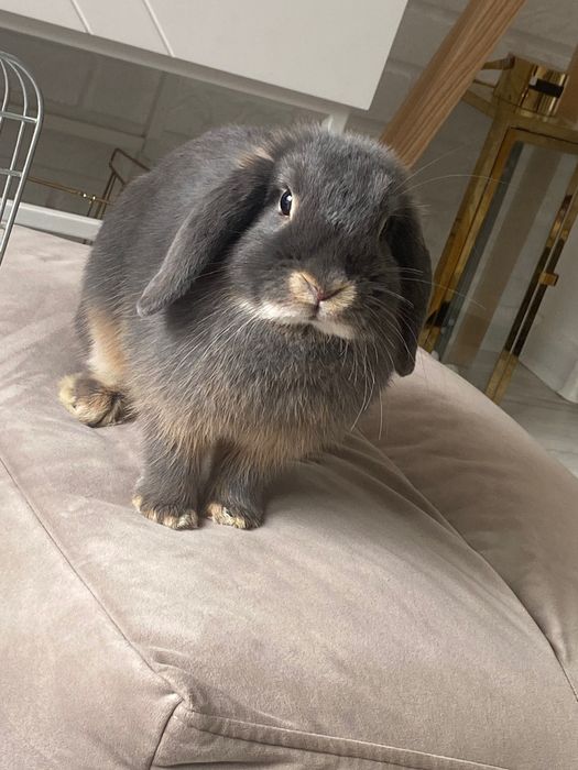 Królik rasy mini lop