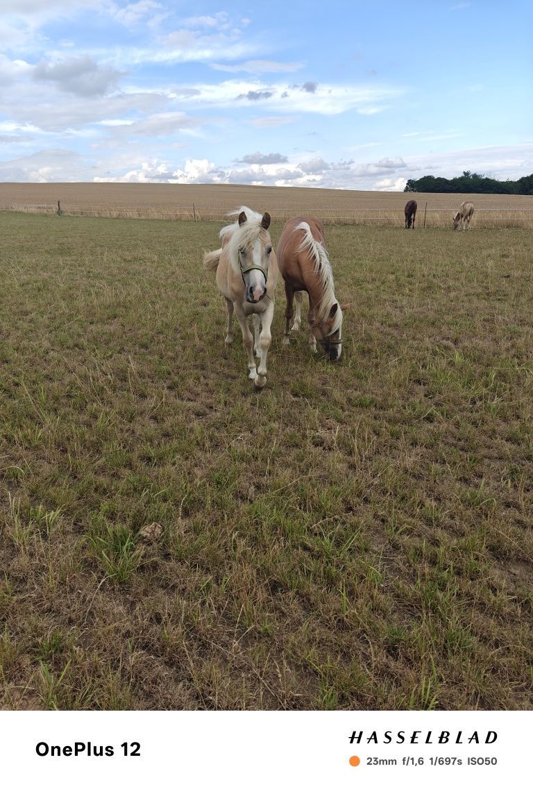 Klaczka i ogierek haflinger