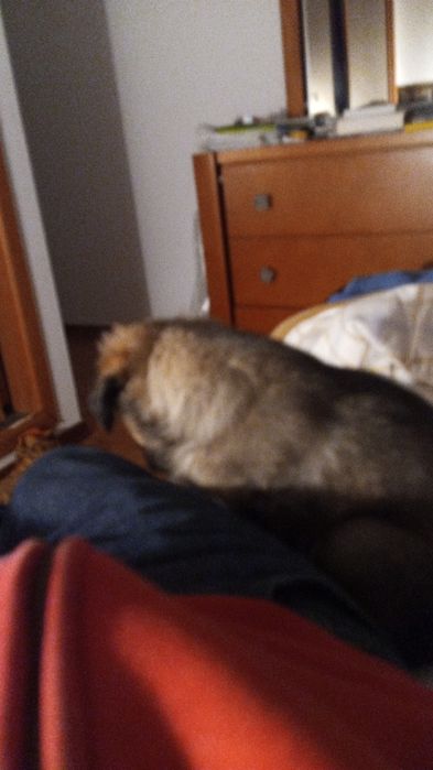 Cão para adopção - cruzado de Border collie