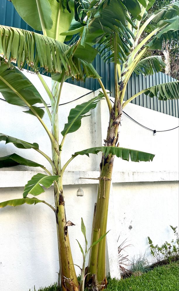 Bananeiras para vaso ou terra