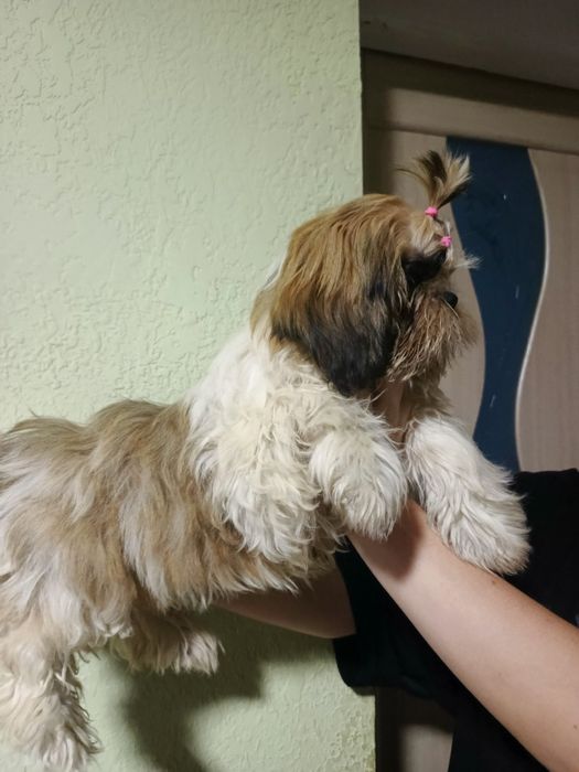 Дівчинка шит-цу  4 міс.