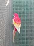 Vendo rosela rubina macho