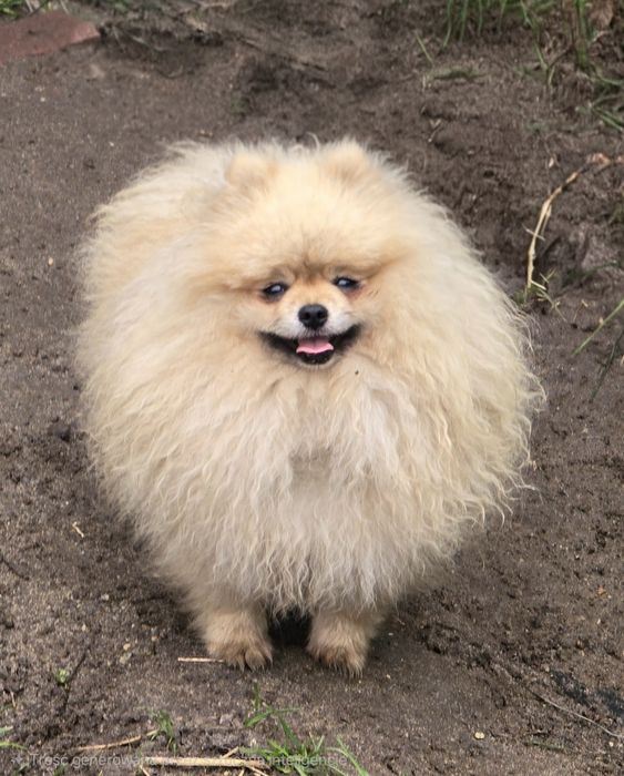 Pomeranian szpic miniaturowy zkwp FCI